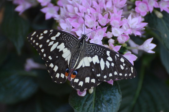 Papilo demoleus