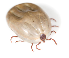 beetle mite on a white background