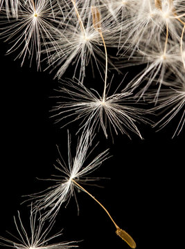 Fototapeta dandelion fluff on a black background. macro