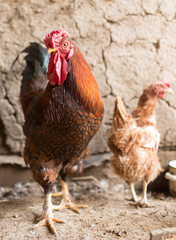 colored cock on a chicken farm