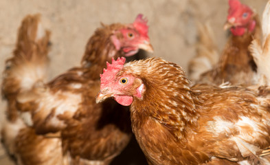 colored chicken on chicken farm