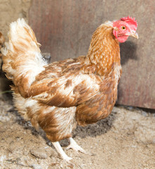 colored chicken on chicken farm