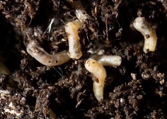 white fly larvae in the soil. macro