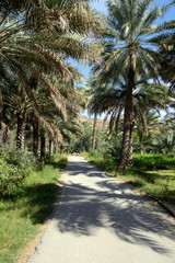 Fototapeta na wymiar Oasis, Birkat al Mouz, Oman