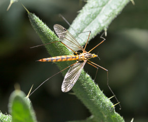 large mosquito on a green plant. macro