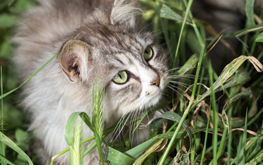 portrait of a beautiful cat in nature
