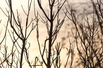 Obraz premium bare branches of a tree at sunrise sun