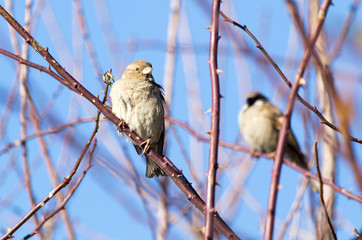 Sparrow on a tree against the blue sky