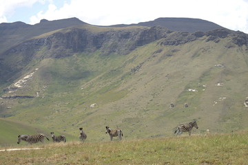 Zebras @ Golden Gate Highlands National Park, South Africa