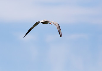 seagull in flight in the sky