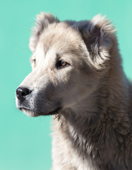 Portrait of a dog on the nature