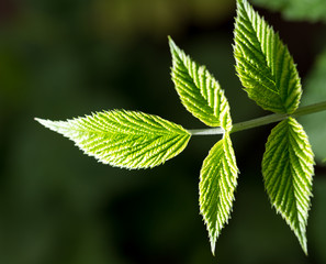 beautiful leaf on black outdoors