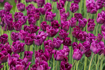Flowerbed of tulips