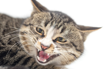 Frightened kitten lying in front. Isolated on white background. looking away