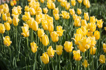 Flowerbed of tulips