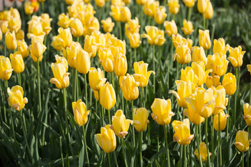 Flowerbed of tulips