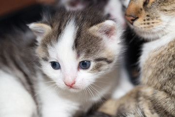 Portrait of a small kitten