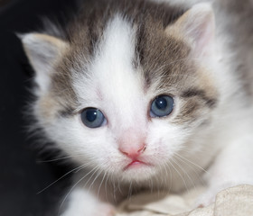 Portrait of a small kitten