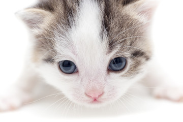 little kitten on white background