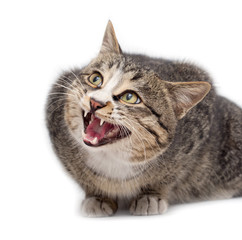 Frightened kitten lying in front. Isolated on white background. looking away