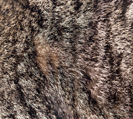 cat fur as background. texture