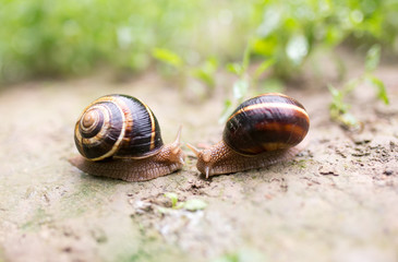snail on the ground in nature