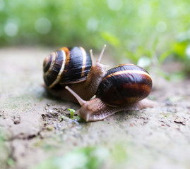 snail on the ground in nature