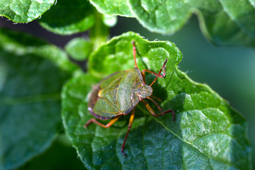 The green shield bug