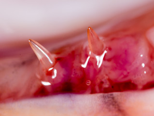 teeth pike fish. super macro