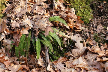 Hard-fern (Blechnum spicant) plant under dry foliage