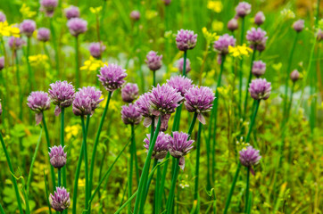 garlic blossoms/it is a lot of flowers of onions in the field