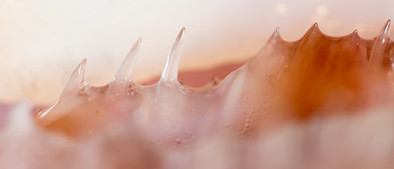 teeth pike fish. super macro