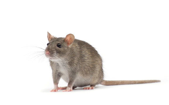 rat