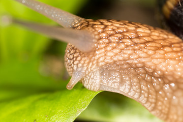detail of a snail in nature. super macro