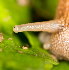 Eye snail in nature. super macro