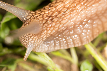 detail of a snail in nature. super macro