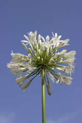 White flower on a background of blue sky