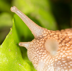 detail of a snail in nature. super macro