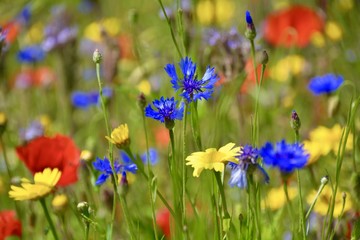 Sommer - Blumen - Wildblumen - Blumenwiese