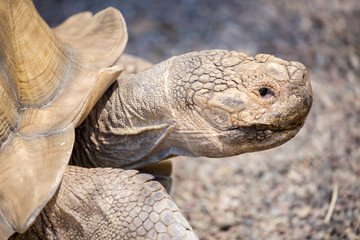 African spurred tortoise - Centrochelys sulcata