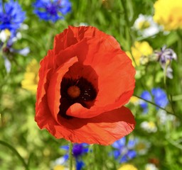 Gru&szlig;karte - Klatschmohn - Sommerblumen - Poppy flowers