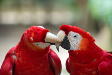 Fototapeta premium parrot bird