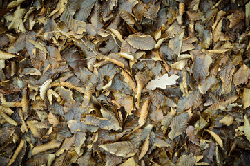 backround image of fallen autumn leaves