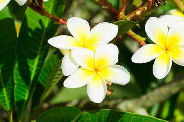 Frangipani flowers on a tree in the garden