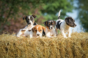 Niedlich - 4 junge Jack-Russel Welpen genießen auf einem Strohballen die Sonne © Countrypixel