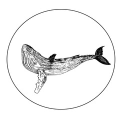 Эскиз татуировки кит - obrazy, fototapety, plakaty