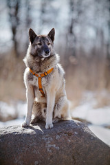 Dog sits on a stone.