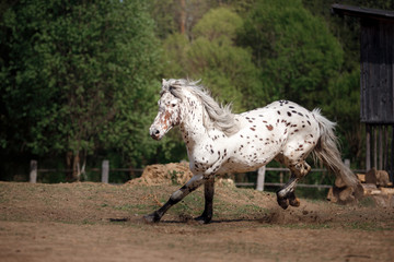 Horse on nature