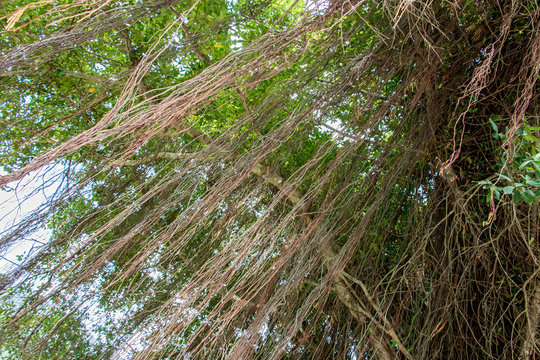 Fototapeta lianas hanging from a tree