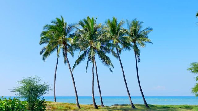 4K Palm Trees Isolated on Sand Beach, Blue Ocean Background